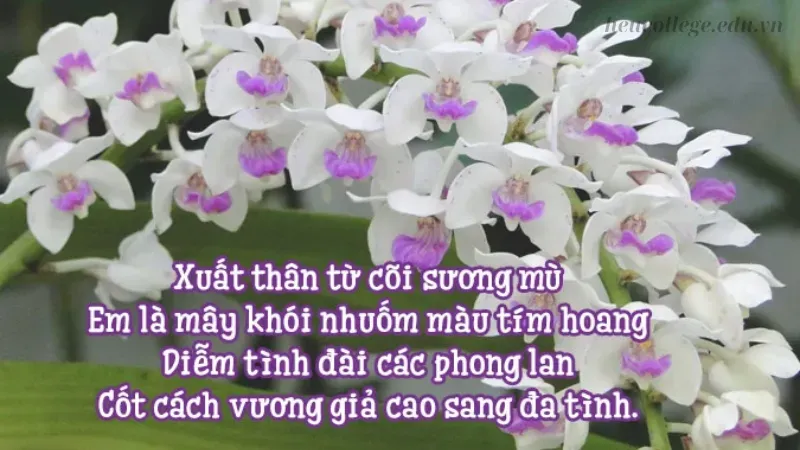 STT về hoa hay nhất - Gửi gắm yêu thương qua từng loài hoa 10