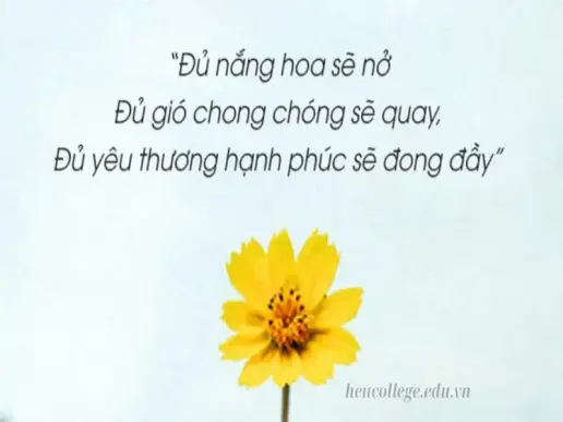 STT về hoa hay nhất - Gửi gắm yêu thương qua từng loài hoa