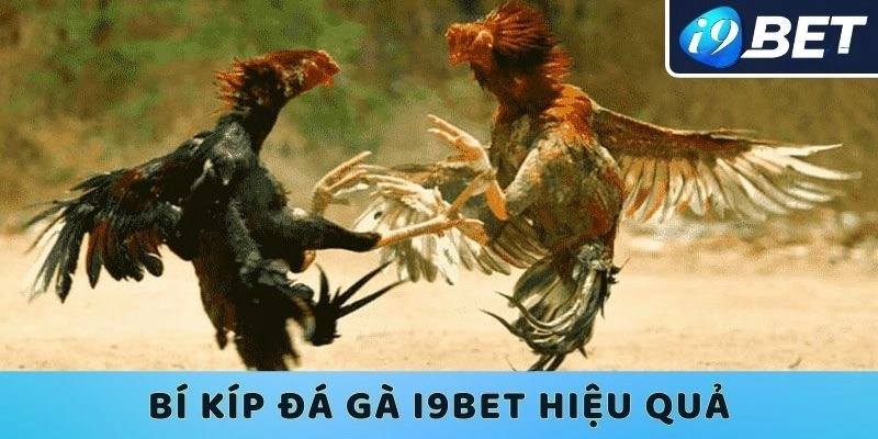 Đa Dạng Kèo Cược Để Tối Ưu Lợi Nhuận