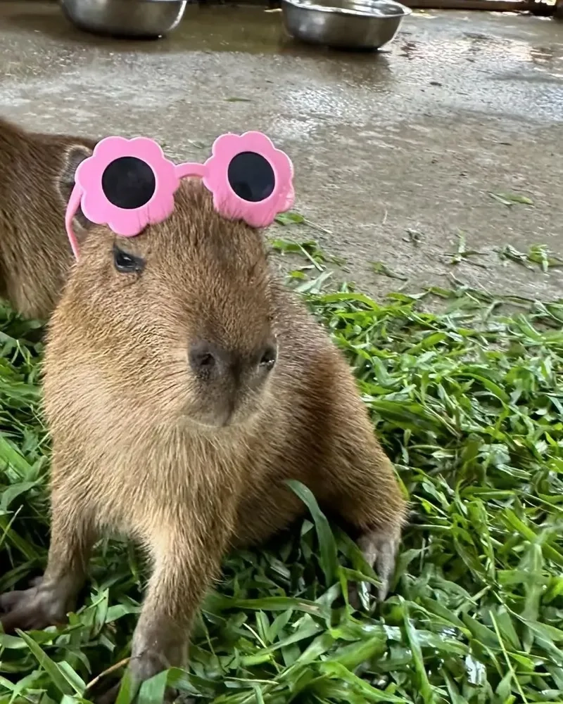 Avatar hình vẽ capybara cute sự kết hợp hoàn hảo giữa nghệ thuật và dễ thương