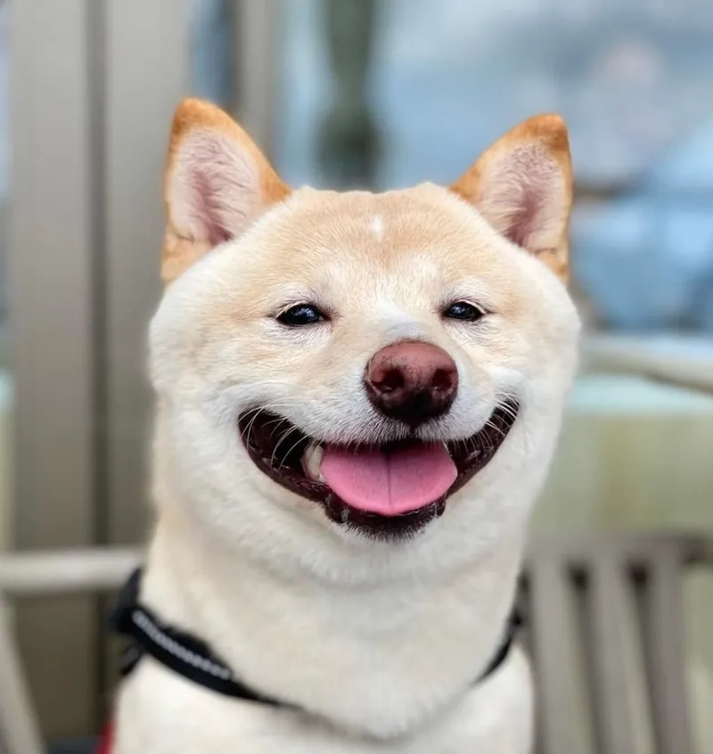 Shiba siêu dễ thương trong hình nền chó shiba