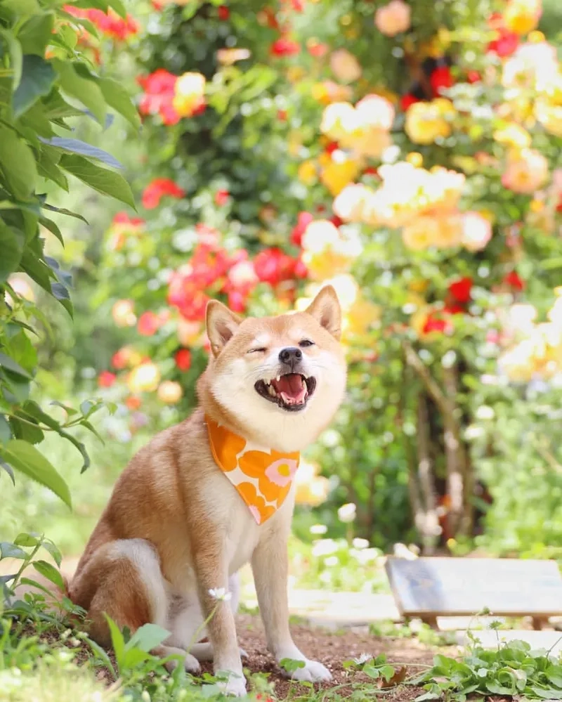 Shiba đáng yêu hết nấc trong hình nền shiba cute