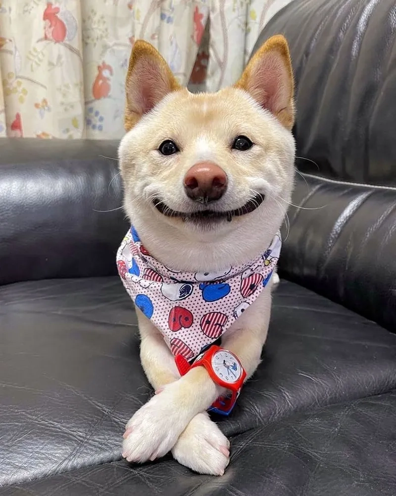 Cực ngầu với avatar chó shiba ngầu siêu chất