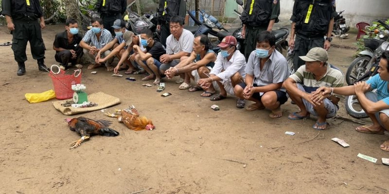 Xem đá gà có bị phạt không và các hình thức xử phạt