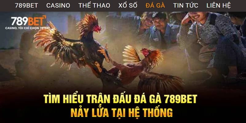 Các điểm thú vị trong sảnh chơi đá gà 789bet