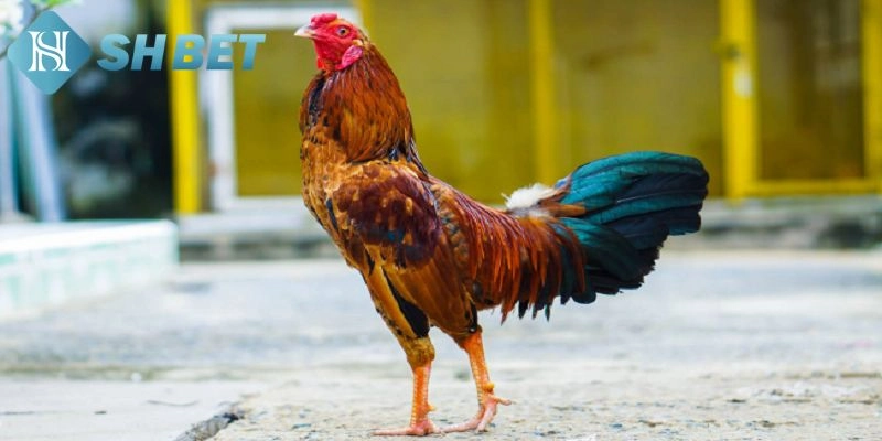 Yêu cầu quan trọng cho việc chọn gà