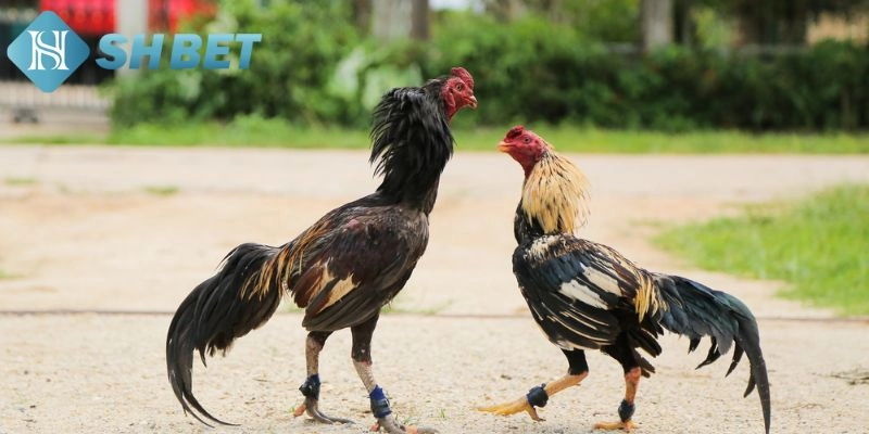 Cần có các bước kiểm tra gà