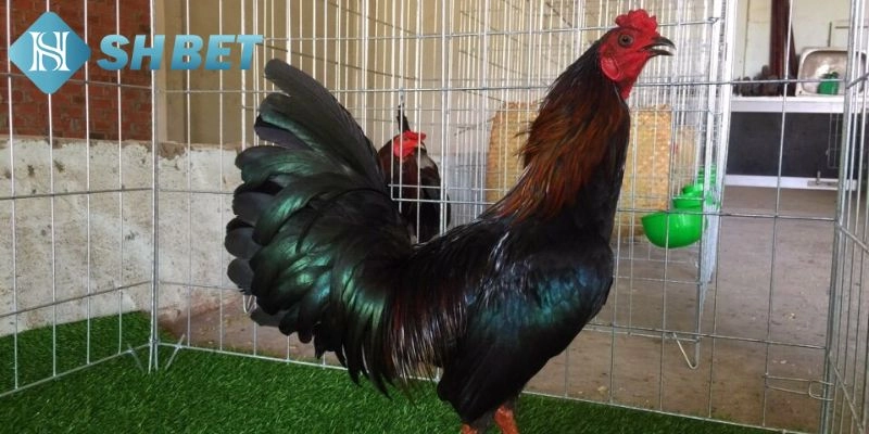 Bí kíp rèn luyện và chăm sóc hay