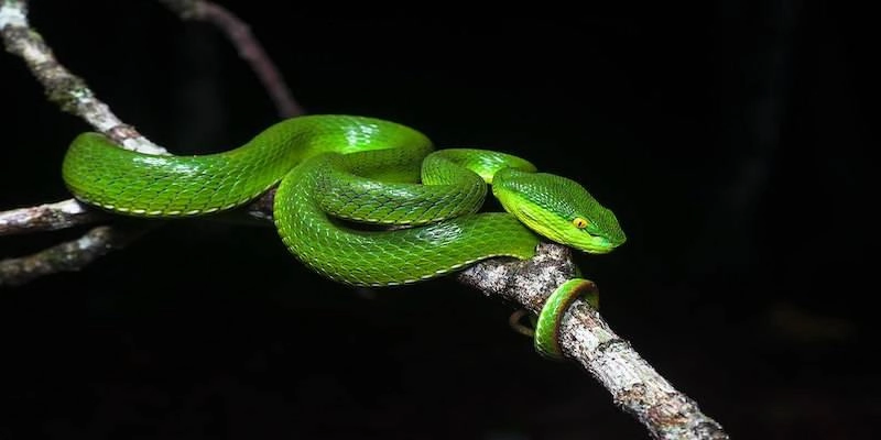 Ý nghĩa của giấc mơ rắn màu xanh