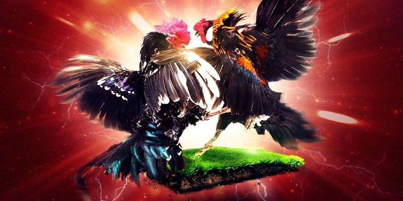  Quản lý vốn cược hiệu quả trên nền tảng đá gà i9BET