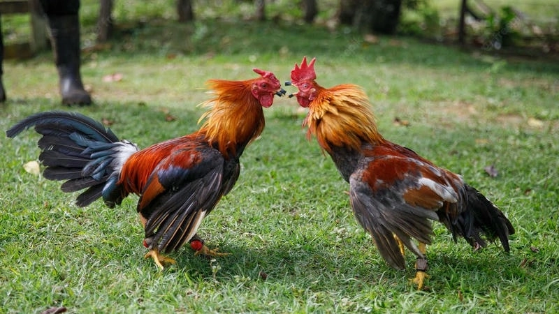  Livestream trận đấu đá gà i9BET từ trường Thomo