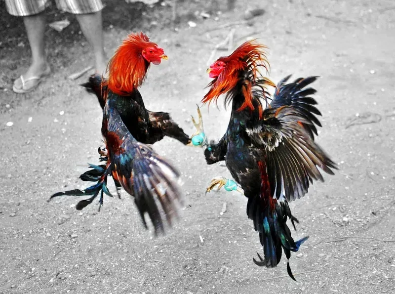 Giao diện đặt cược trực tuyến đơn giản trên Nhà cái SV388.