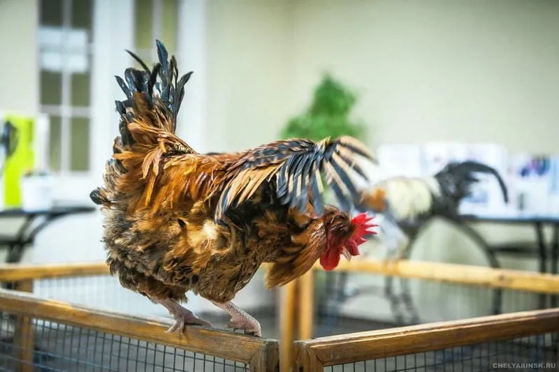  Công cụ thống kê trên Đá Gà SV368 giúp cao thủ soi tướng gà chính xác hơn