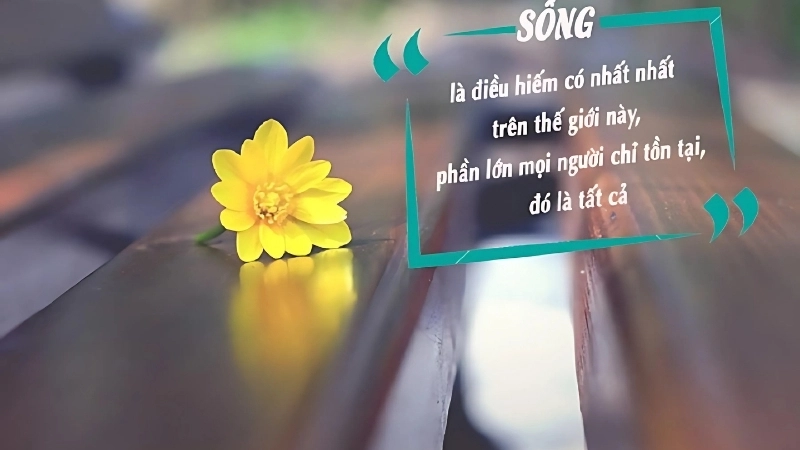 Câu nói chất trên TikTok hút triệu view