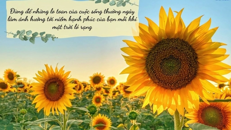 Những stt vui vẻ mỗi sáng lan tỏa năng lượng tích cực