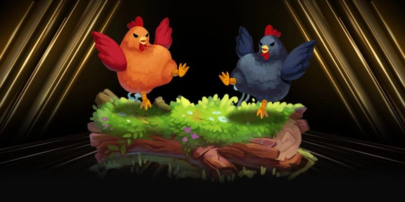 Hình ảnh những trận chọi gà kịch tính