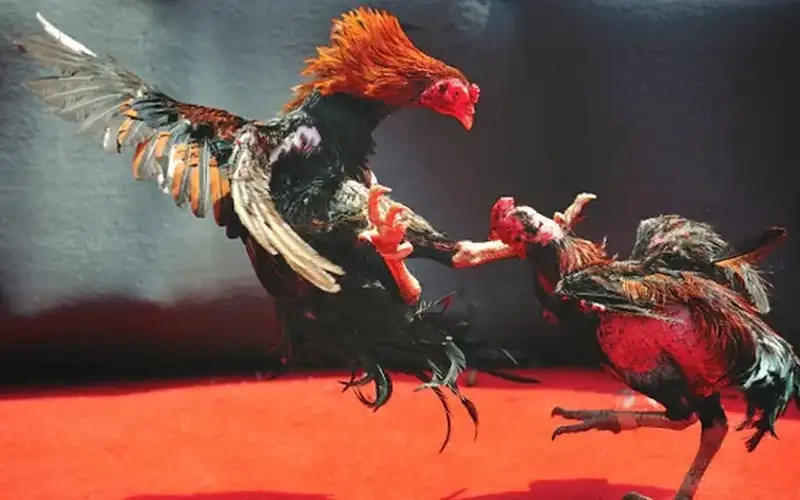 Bí kíp dự đoán tỷ lệ thắng tại Conga6789 cực chuẩn