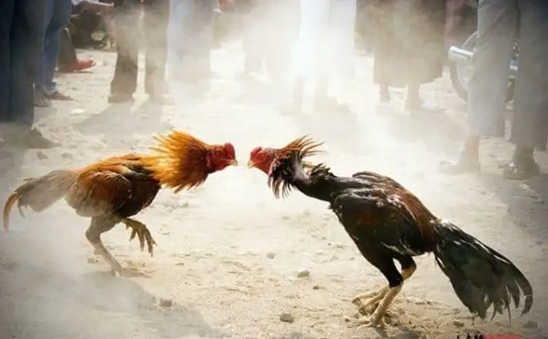 Cách chọn gà chiến thắng tại 88VV chuẩn xác