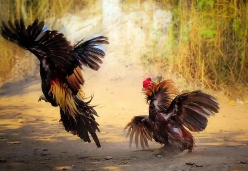 Các trận đá gà cựa sắt Conga6789 hot nhất hôm nay