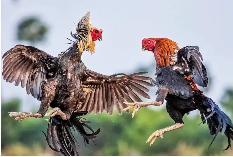 Đá gà XN88 – Trải nghiệm cực đỉnh chỉ dành cho hội chiến kê