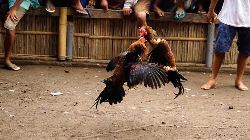 Quy Tắc Cơ Bản Trong Trận Đấu Sabong 