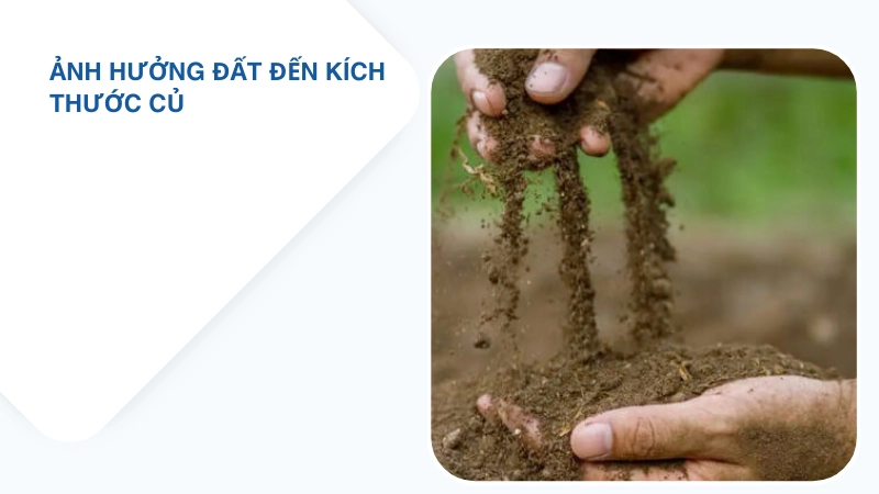 Điều kiện đất trồng ảnh hưởng kích thước củ