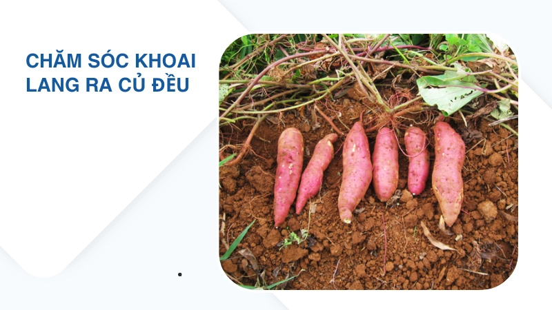 Cách chăm sóc khoai lang để củ phát triển đều