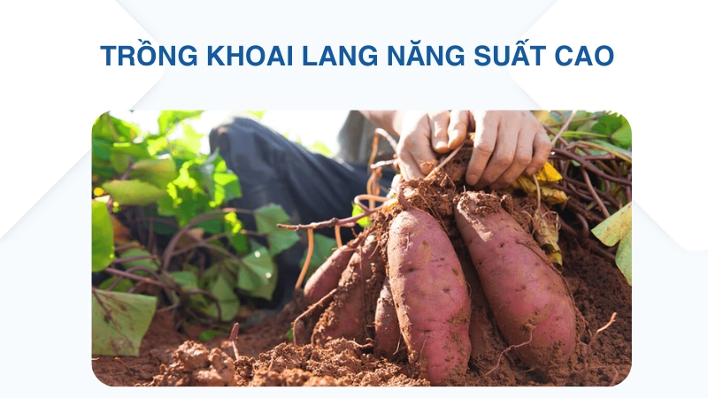 Cách trồng khoai lang đạt năng suất cao nhất