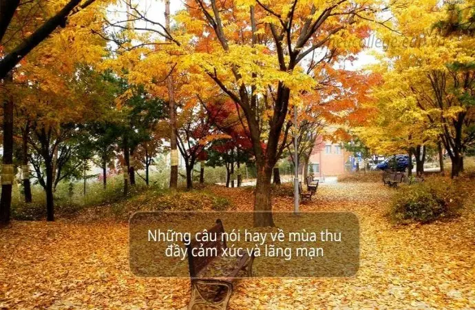 Những câu nói hay về mùa thu đầy cảm xúc và lãng mạn