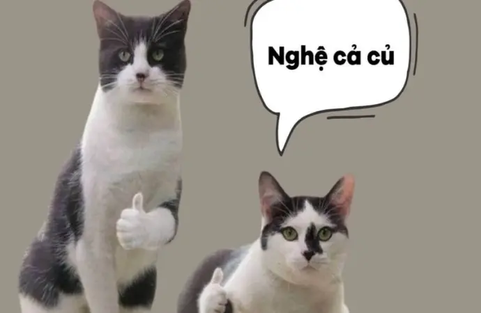 Câu nói hài hước TikTok giúp bạn xả stress tức thì