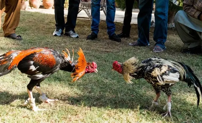 Kinh nghiệm chọn gà đá GO88 dựa vào lịch sử thi đấu