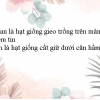 Tìm Kiếm Ý Nghĩa Cuộc Sống: Những Lời Khuyên Sâu Sắc Từ Châm Ngôn