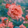 Triết lý cuộc sống và tình yêu những thông điệp ý nghĩa
