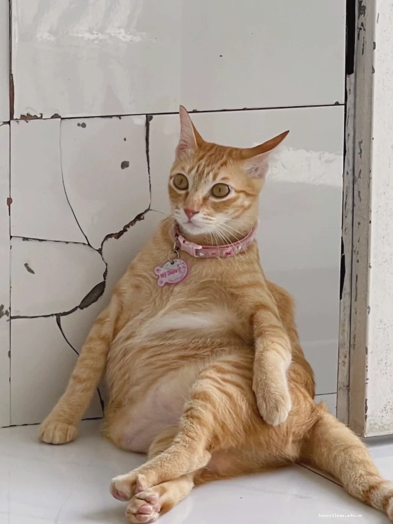 Ảnh mèo meme hài hước với biểu cảm lạ