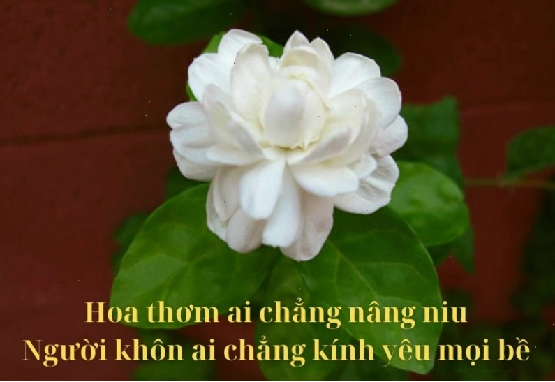 Ảnh minh họa ca dao tục ngữ về lời ăn tiếng nói thể hiện sự chân thành