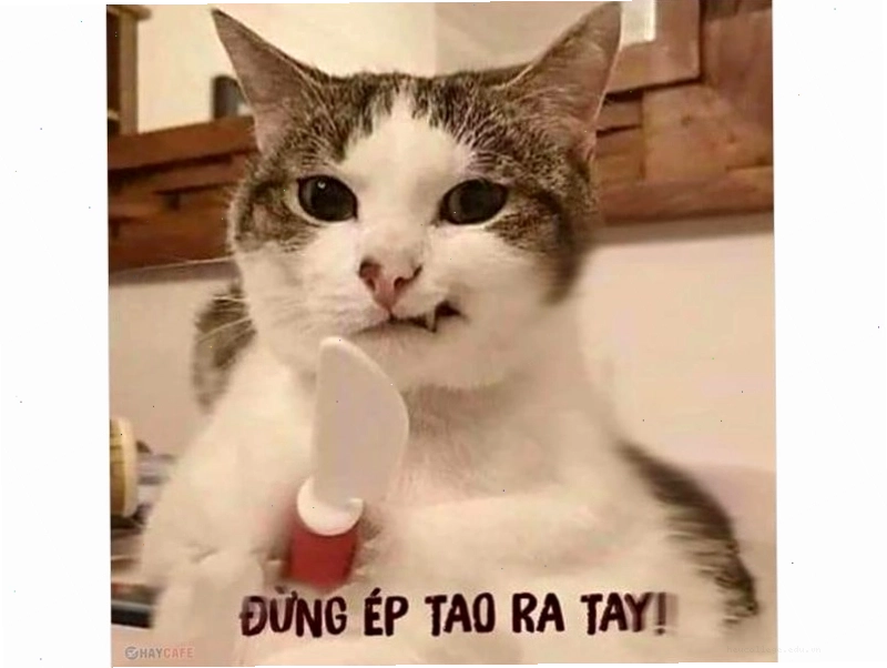 Avatar mèo