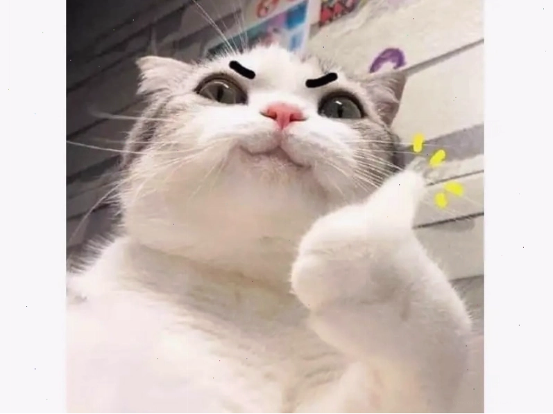Avatar mèo bựa