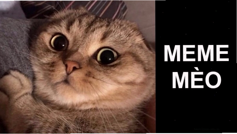 Avatar mèo cute với ánh mắt
