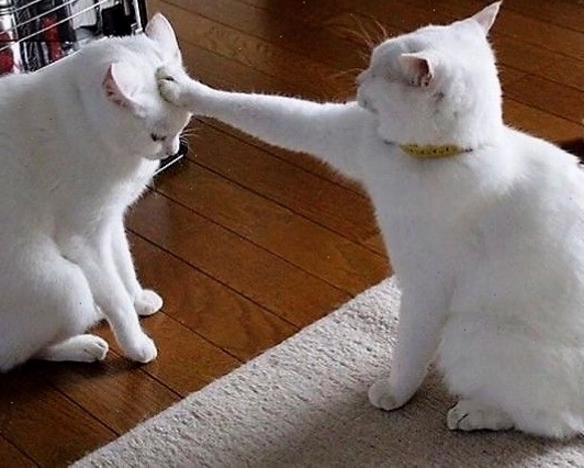 Avatar mèo cute với biểu cảm ngơ ngác