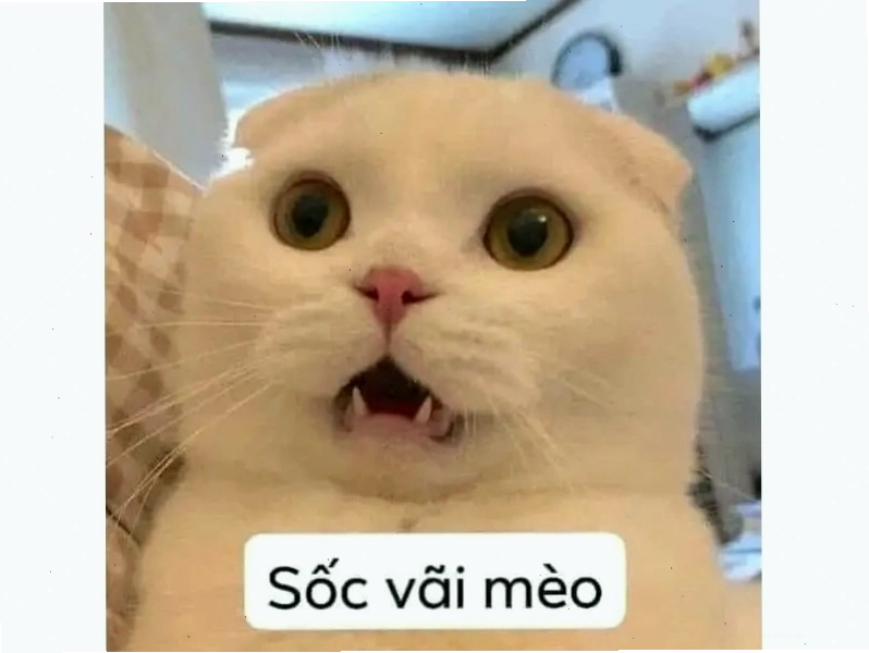 Avatar mèo với biểu cảm đơ