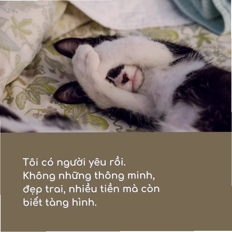 Cap vô tri hài hước về tình yêu và cuộc sống
