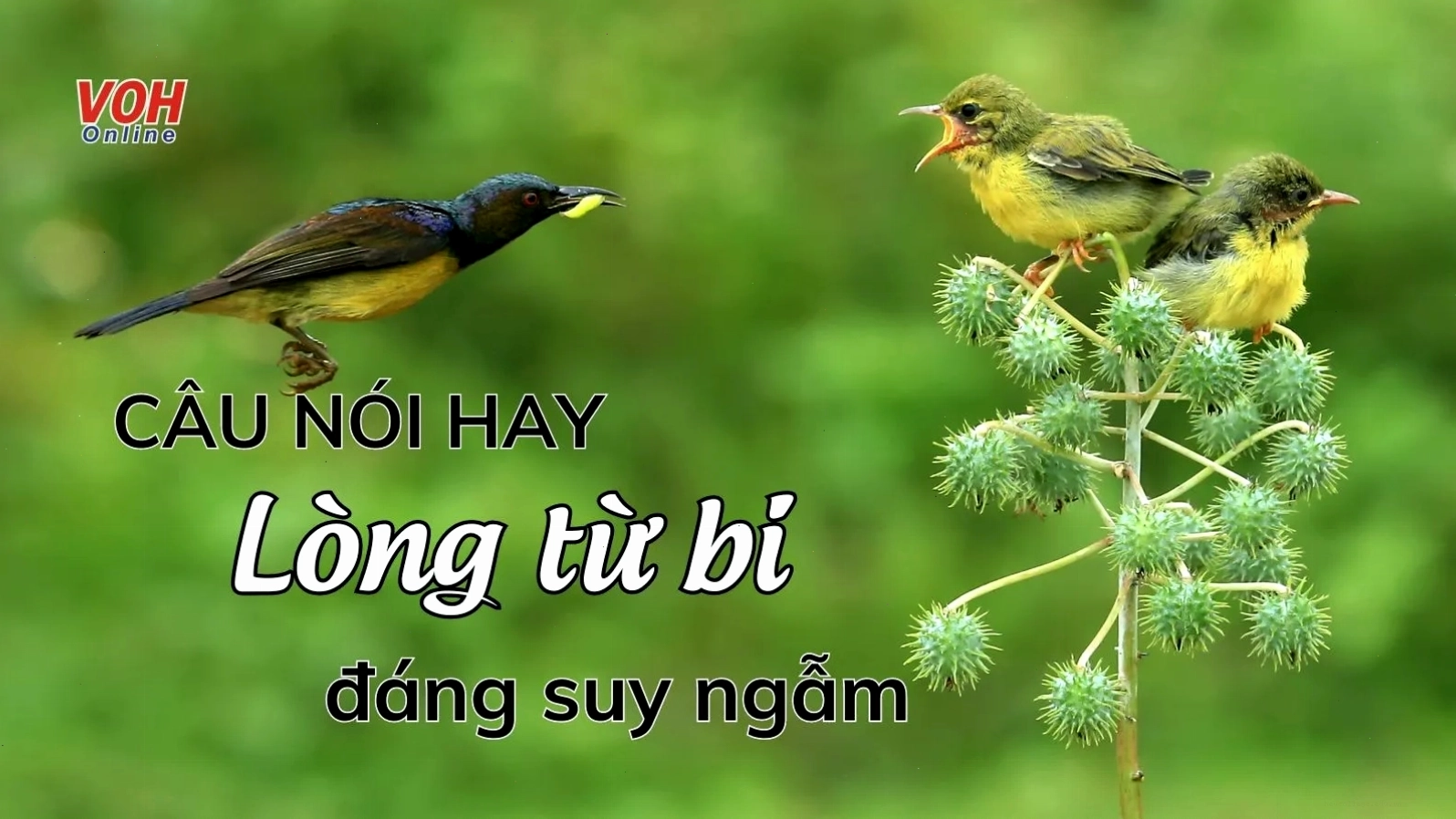 Câu nói hay về lòng từ bi