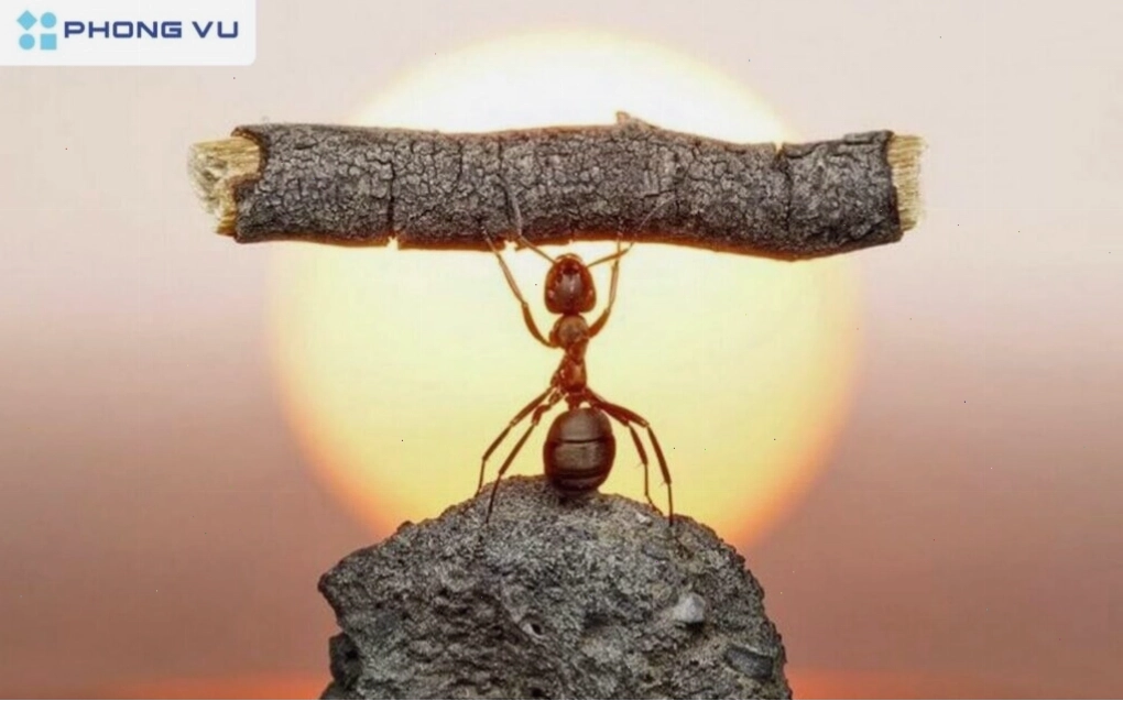 Câu nói hay về ý chí nghị lực và nghị lực sống