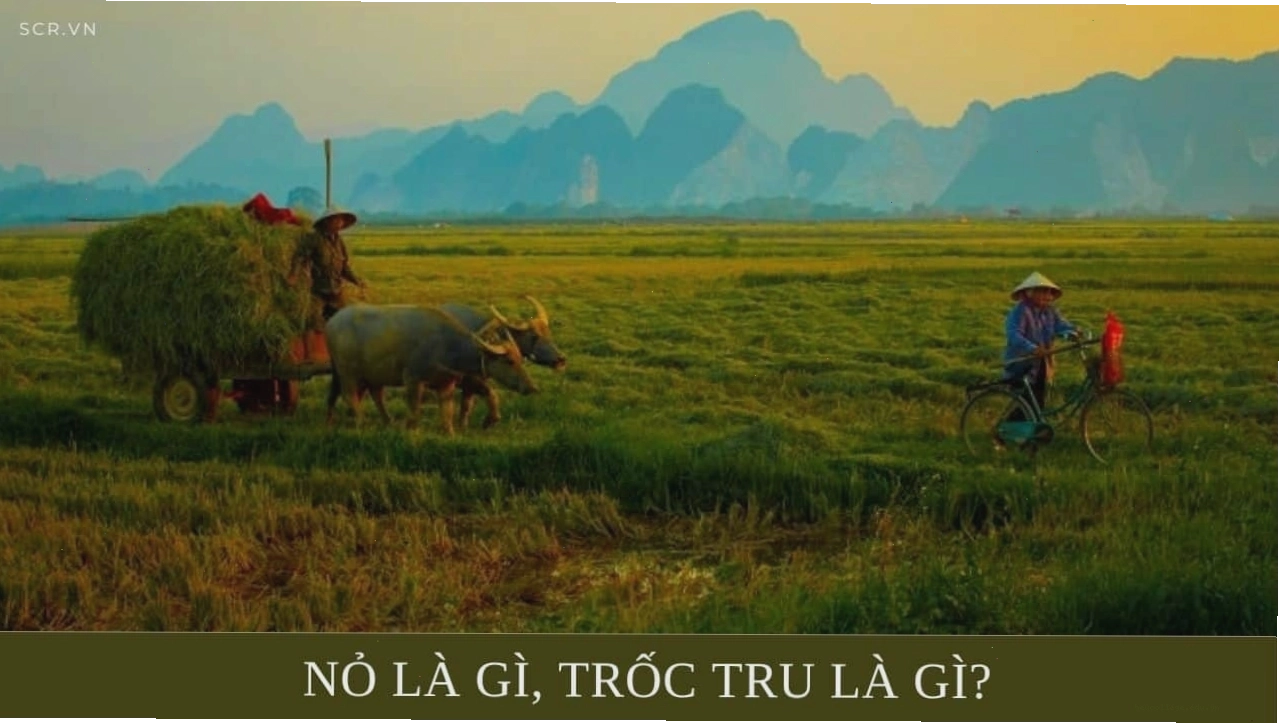 Hình ảnh minh họa sự đa dạng và phong phú của ngôn ngữ Việt Nam, với những đặc trưng riêng của tiếng miền Trung