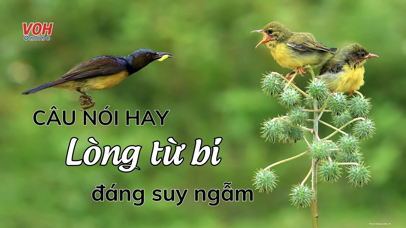 Lời dạy của Phật về lòng từ bi và trí tuệ