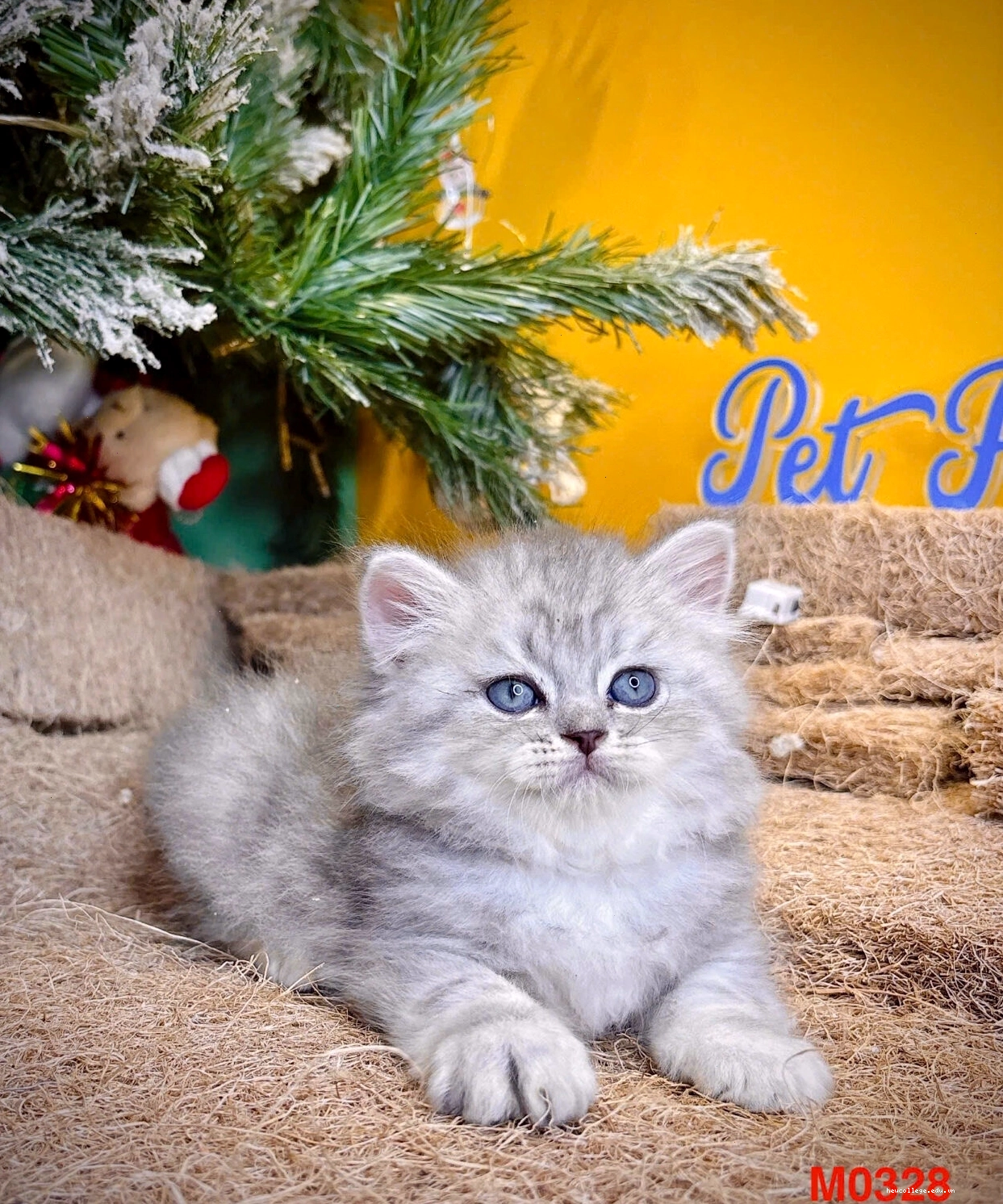 Mèo Anh lông dài màu silver tabby cuốn hút