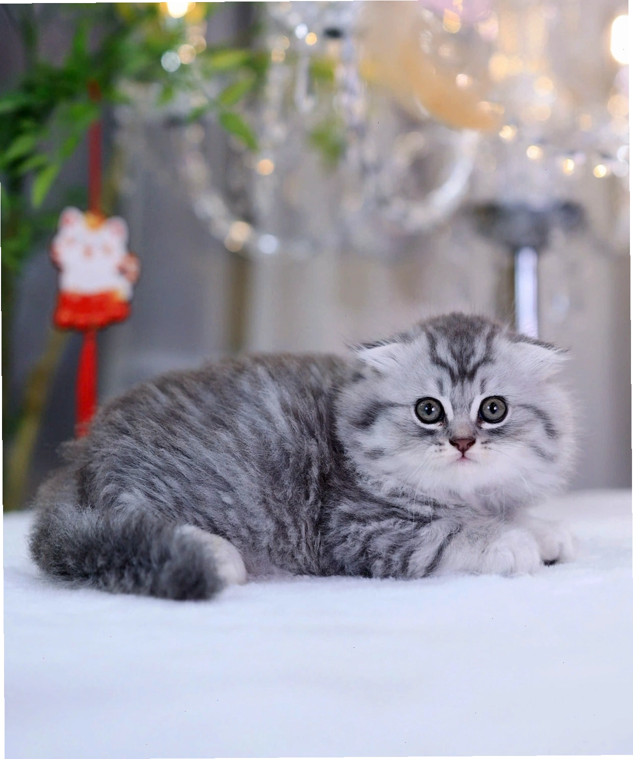 Mèo Anh lông dài màu vân tabby độc đáo