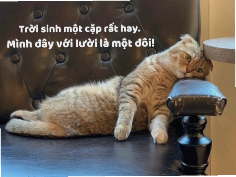 Thơ hài hước vui nhộn đăng mạng xã hội