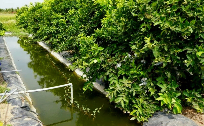 Nông dân chủ động trữ nước ngọt phục vụ sản xuất