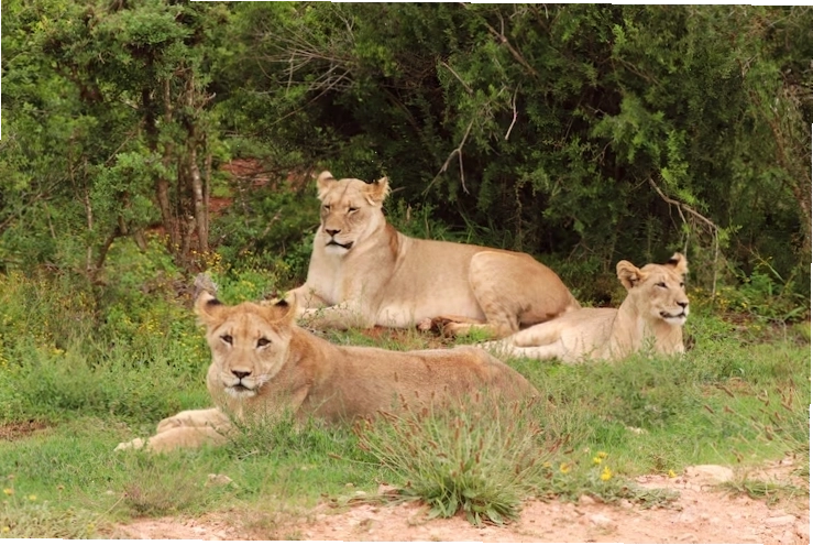 Miễn phí Photo nhóm sư tử cái xinh đẹp nằm kiêu hãnh trên cánh đồng phủ đầy cỏ gần cây cối